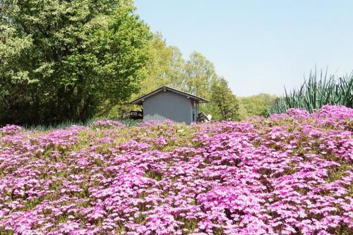 狭山丘陵　芝桜ガーデン