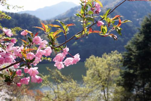 小河内神社　桜