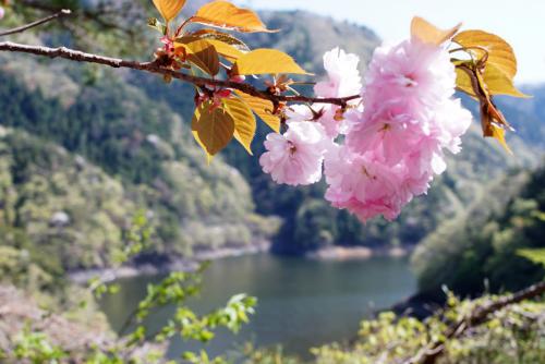 小河内神社桜
