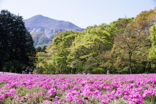 羊山公園と武甲山
